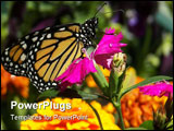 PowerPoint Template - A newborn monarch butterfly resting on a pink marigold flower.