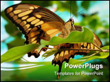 PowerPoint Template - On the exibitoin in Moscow: tropical butterflies