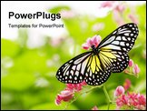 PowerPoint Template - Butterfly Feeding On A Flower. Floral background