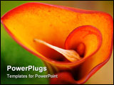 PowerPoint Template - Beautiful orange and red calla lilly in full bloom.