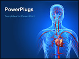 PowerPoint Template - 3d rendered anatomy illustration of the human cardiovascular system