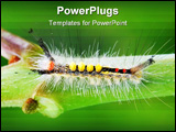 PowerPoint Template - close up of fuzzy catapillar, climbing a tree leaf