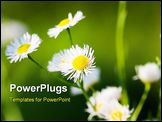 PowerPoint Template - Chamomile in the meadow , a close up shot.