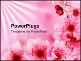 PowerPoint Template - Fresh pink soft spring cherry tree blossoms on pink background. Very shallow DOF.