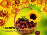 PowerPoint Template - Sunflower with chestnuts on the white background