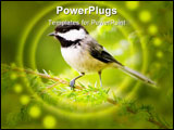 PowerPoint Template - A chickadee bird is perched in a hemlock tree on a green branch.