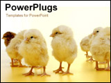 PowerPoint Template - little chicks