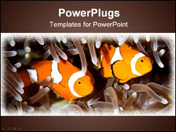 PowerPoint Template - two clown anemone fish swimming in the tentacles of their anemone underwater