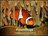 PowerPoint Template - Clown fish and sea anemone