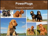 PowerPoint Template - composite picture with purebred dogs and puppies cocker spaniel