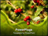 PowerPoint Template - Coffee plants to mature. Colombian Green Coffee
