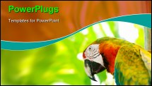 PowerPoint Template - Colorful parrot bird sitting on the perch