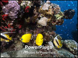 PowerPoint Template - coral and fish taken in the red sea.