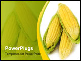 PowerPoint Template - Corn on the cob over white background ** Note: Shallow depth of field