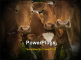 PowerPoint Template - group of cows having a stare