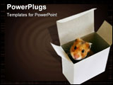PowerPoint Template - cute little hamster inside a white box over white
