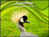PowerPoint Template - South African Crowned Crane (Balearica regulorum regulorum) - landscape orientation