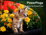 PowerPoint Template - Adorable kitten surrounded by colorful mums peeks out of a barrel flower pot