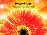 PowerPoint Template - Orange and yellow gerber daisy