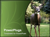 PowerPoint Template - a white tailed deer buck standing tall and proud.
