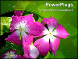 PowerPoint Template - Violet flower with water drops in a morning, macro close up shot