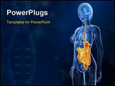 PowerPoint Template - 3d rendered illustration of a female anatomy with highlighted digestive