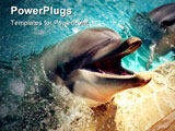 PowerPoint Template - it is good looking of under water dolphins, it is a beautifu