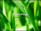 PowerPoint Template - Blade of green grass with rain drop on the tip