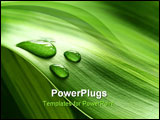 PowerPoint Template - green plant leaf with clear water drops