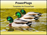 PowerPoint Template - mallard duck family swimming in the water with golden reflections of autumn trees