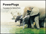 PowerPoint Template - adult and baby elephant Slight blurriness, best at smaller sizes