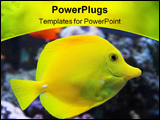 PowerPoint Template - Yellow Tang - tropical marine fish with a coral background
