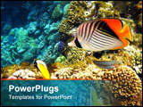 PowerPoint Template - Tropical fishes and coral reef in Red sea