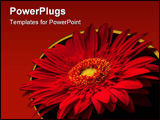 PowerPoint Template - red flower on the black background