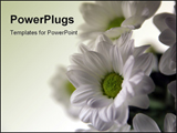 PowerPoint Template - Bunch of white spring flowers on white background