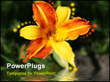 PowerPoint Template - Yellow-orange day-lily and its reflection in water.