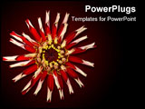 PowerPoint Template - Fading Red Zinnia Elegans Isolated on Black Background