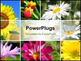 PowerPoint Template - Collage of the beautiful summer colorful flowers
