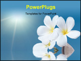 PowerPoint Template - Tropical flower Plumeria alba and seashell in the sea
