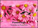 PowerPoint Template - Background of pink daisy flowers a sign of spring