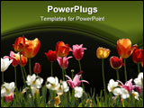 PowerPoint Template - Group of multicolored Tulips in a public Garden.
