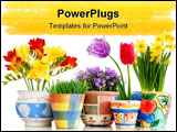 PowerPoint Template - Colorful spring flowers in fun ceramic containers isolated on white