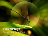 PowerPoint Template - Insect macro Laos. Butterflies, beetles, caterpillar, beetles