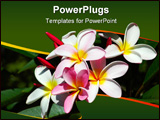 PowerPoint Template - pink and white flowers of a frangipani bush in a garden in south africa