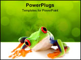 PowerPoint Template - rog curiously looks into camera - a red-eyed tree-frog (Agalychnis callidryas) macro isolated on wh