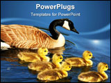 PowerPoint Template - A Family of Canadian Geese Swimming Together.