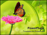 PowerPoint Template - Fresh pink gerbera flower and monarch butterfly