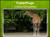 PowerPoint Template - giraffe in zoo in Holland Rotterdam Europe wildlife
