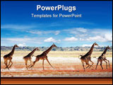 PowerPoint Template - Herd of giraffes in african savanna Etosha N.P. Namibia