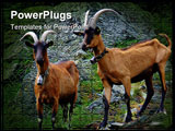 PowerPoint Template - Alp goats on rocks with big horns